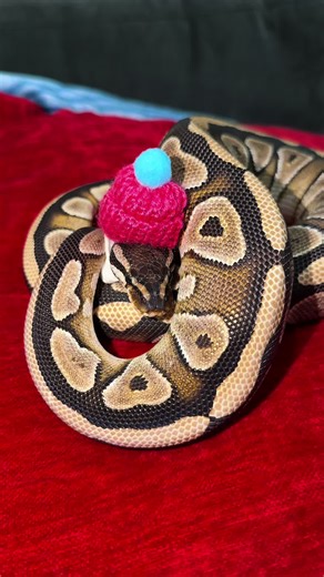 Mojave Python #ballpython #mojaveballpython #reptilelover #CapCut