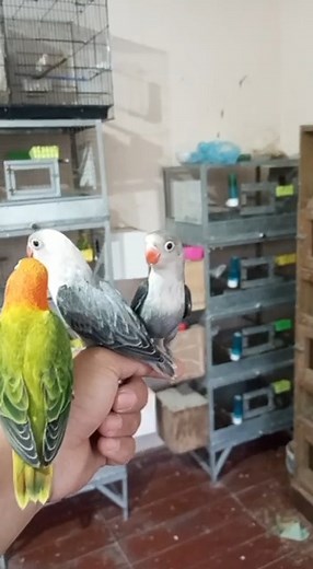 #agaporni #lovebrids #Inseparables #loroyacodarko #aves #brids #parrot #loros🦜🐦 | Loro yaco Darko