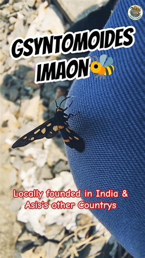 Syntomoides imaon🐝 #shorts #ytshorts #subscribe Self Shoot📱