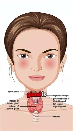 Primary Hyperthyroidism Explained: What happens to your T3 and T4 levels?