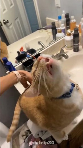 Hilarious Goofy Cats That’ll Make Your Day Better! #cats #pets #goofy #funny