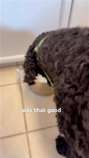 DIY Frugal Dog Food Topper | Saving Money on the $1M RDSP Journey