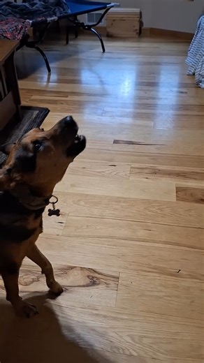 This is the greatest animal duet of all time of a dog barking along to a harmonica! 😍😂🐶🐶 | Animalistic
