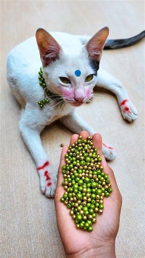 Satisfying ASMR 🌈 Beads Cat Reverse Magic#shorts #cat #sleepasmr #beads #satisfyingasmr