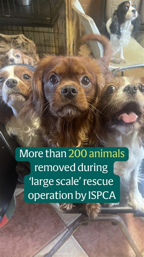 A “large-scale” rescue operation conducted by the ISPCA led to a total of more than 200 animals being removed from a single property in Co Kildare | Irish Independent