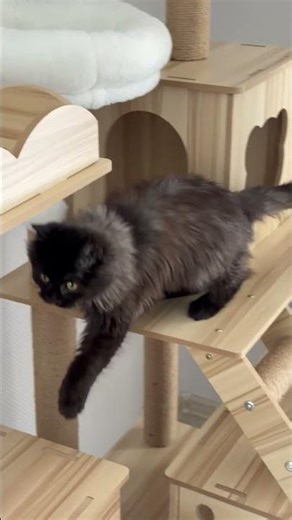 I Built an IMPOSSIBLE Obstacle Course for My Cat! 🙀 (He Actually Did It!)