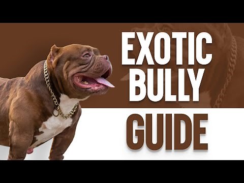 Exotic Bully – The Ultimate Guide