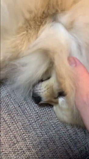 食後の満足モードで甘えるマフィン🧁🥰