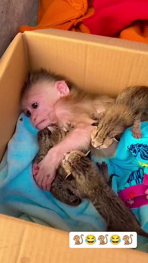 Baby Monkeys Available for Adoption in 2025