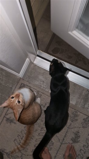 Tom Sawyer & Huckleberry Finn on Instagram: "Time to go for a walk🩷"