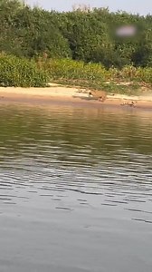 1.7M views · 14K reactions | Deceptive trick！The capybara splashes water to trick a Jaguar then escapes quickly. #animl #capybara #fyp #foryou #trending | 鳳凰網Ifeng | Facebook