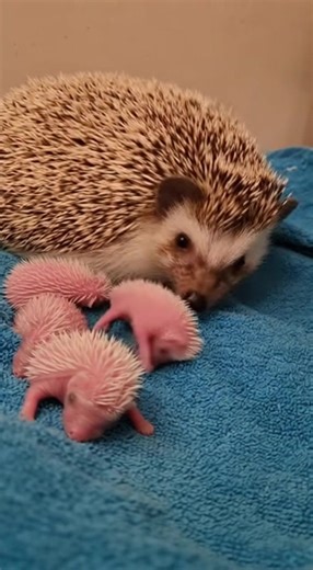 Mom taking care of a baby hedgehog 🐱🦔💖 Rate it 1–10 if this melts your heart! #Hedgehog | The Daily Hedgehog Show