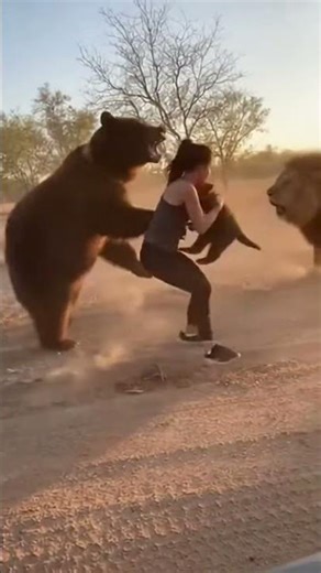 Bear Fights Lion While Woman Saves the Cub 😱🐻🦁 #shortsfeed #shortsviral #shorts