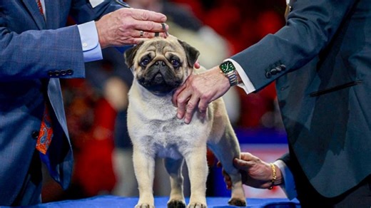 North Carolina pug named Best in Show at National Dog Show