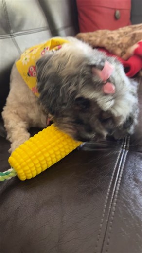 Minnie loves her new Toy!