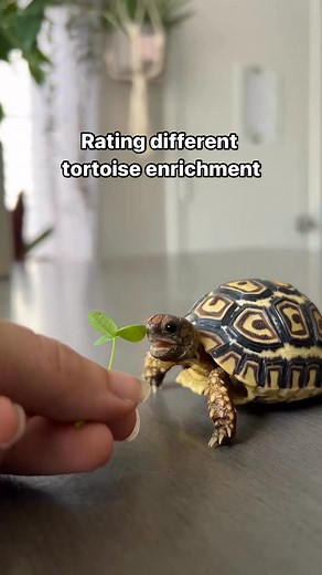 #tortoise #enrichment #cutepets #cuteanimals | through.the.lleaves