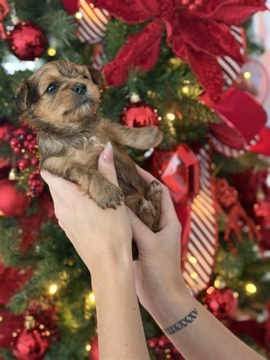 Yorkies!! Pure Breed Yorkie Puppies!! | Dogs | KSL Classifieds