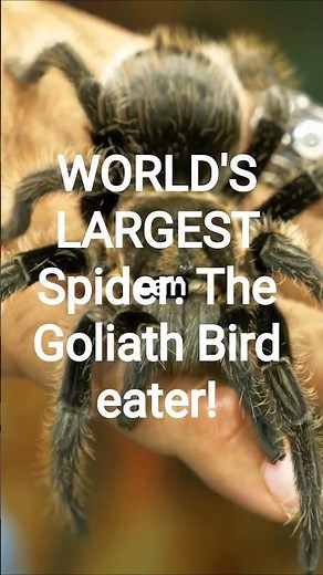 WORLD'S LARGEST SPIDER: The Goliath Birdeater!