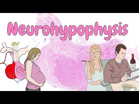 Neurohypophysis - endocrine system histology