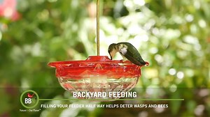 63 reactions · 24 shares | A couple of tips to keep bees/wasps away from your Hummingbird feeders. | Brome - Squirrel Buster | Facebook