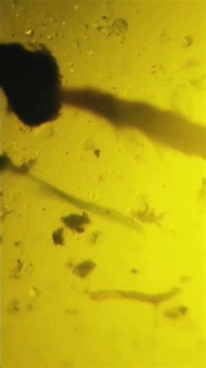 Paramecium under Homemade microscope!| Is it a Paramecium .