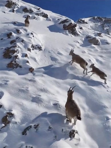 Nationally protected Siberian Ibex have been spotted again on the snowy cliffs of Tekes County, Xinjiang. With their robust and agile bodies, they climb and leap on the steep rock walls as if on flat ground, staging a show of “speed and passion” in the snow-capped mountains. Ibex typically inhabit the bare rock areas of plateaus at altitudes of 3,500 to 6,000 meters. In recent years, local authorities have strengthened the protection of wild animals and plants, leading to continuous improvement 