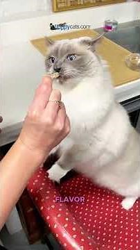 RAWZ Ultimate Cat Treat Unboxing! Minnows, Rabbit, Goat's Milk & Green Lipped Mussels 🤯