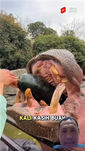 This Hungry Hippo Eats With Incredible Appetite!#animals #trending #cute #pets