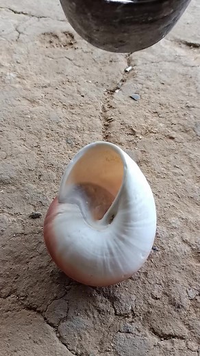 Restoring Snail Shells with Silver Inlay #reels #fb #fyp #fypシ #reel #restoration #viralvideo #viral #video #foryou #newfeed #pageforyou #diy #restore #art #reelsviralfb #fbreelsvideo #virals #viralpost #viralpost2024 #diycrafts #craft #crazy #satisfying #tiktok #tiktokviral #tips #tools #shells #snails | Natalie Davis