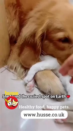 Who says cats and dogs can’t be best friends? 🐶🐱 With a little love, patience, and understanding, they can form the most adorable bond. Whether they’re napping side by side or playing chase around the garden, their friendship shows that harmony is possible — even between the most unlikely pairs! 💕 Let’s celebrate the joy of pets growing, learning, and loving together. #CatAndDogLove #PetFriendship #HappyPets #FurryFriends #PetHarmony #PetsOfTheUK #HusseUK #CatsAndDogsTogether ⸻ 🏡 Post 2: Kee