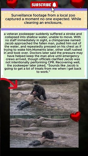 This Chimp Refused to Let His Zookeeper Die