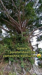 54k views na- maraming salamat po sa inyong suporta ka adventure 😊 The baleté tree (also known as balité or baliti) are several species of trees in the Philippines from the genus Ficus, which are generally referred to as balété in Filipino #YamashitaTreasure #baletetree | Richard Chavez (Adventures)