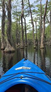 Live your best life and go kayaking through the cypress pines at George L. Smith State Park in Twin City, Georgia. | Explore Georgia