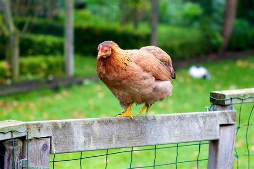 Everything You Need to Know About the Brahma Chicken
