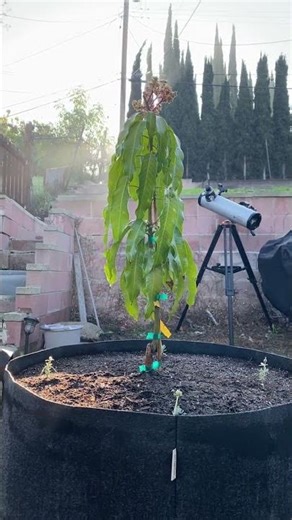 Morning vibes with a Mango Tree #music #gardening #gardenplants #foryou #mango #plantgang #plantlife