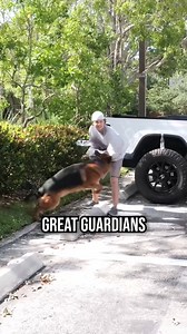 Top 3 Reasons Why You SHOULD Get a German Shepherd #dog #dogs #puppy #germanshepherd #germanshepherdpuppy #doglover #doglover #dogtips #dogtrainingtips #tricksandtips #dogtraining #dogtrainer #fyp | Pet Dogs