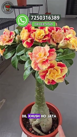 Rare Indonesia Imported Adenium Plant Online Shopping 🪴 #adenium #flowers #plants #garden