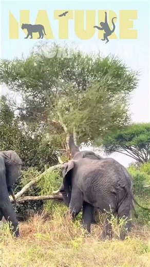 Elephant Knocks Down Tree to Reach Food — Amazing Wildlife Clip