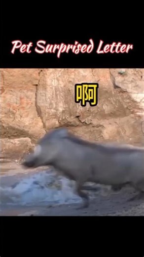 PETS TEACHING HUMANS WHO'S BOSS 😂| 宠物朋友挑战 #petcommunity #petcaretips #animall #funnypetsvideo #