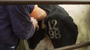 Breeding: Being selective to maximise genetic gain