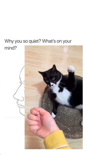 Adorable and Clumsy Cat | 3/365. #cats #catshorts #shorts #adorable #clumsypets #animals