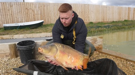 Preparing carp size and lake population