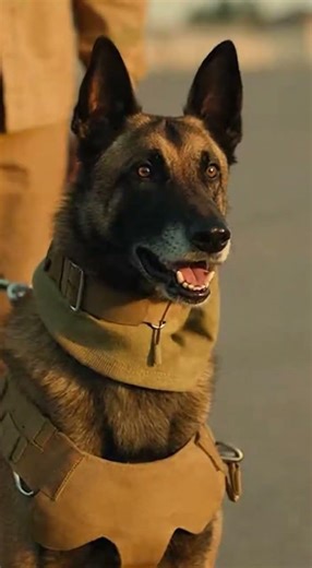 After 14 months apart, this military K9 reunion is everything. 😭❤️