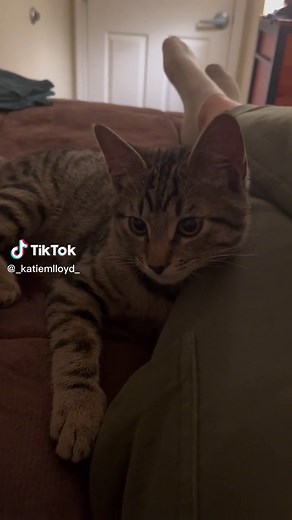 Cat Hiccups: What You Need to Know