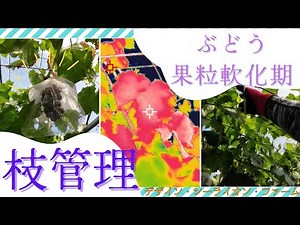 ぶどう果粒軟化期の枝管理法やその他のこと2025/07/21