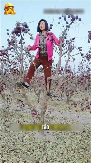 The Truth About How Red Apples Are Harvested Super Fast at Farms!