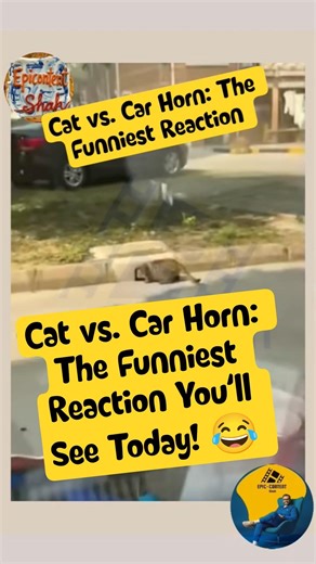 Cat vs. Car Horn: The Funniest Reaction You’ll See Today! 😂 #Shorts #funny #cat
