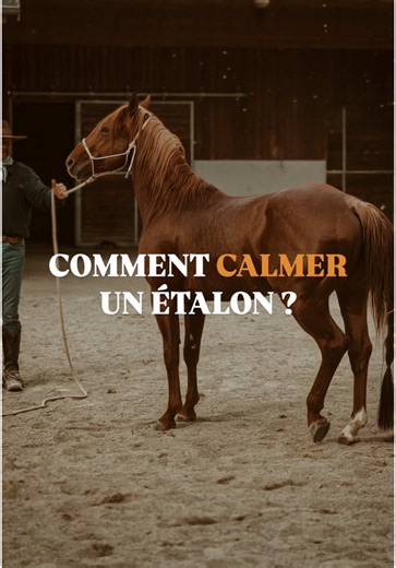 Gestion des étalons dangereux en équitation