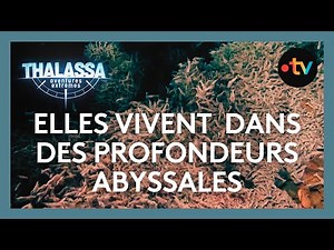 La crevette des abysses - Thalassa