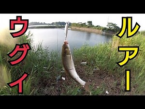 ルアーでウグイ釣り